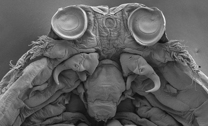 Balon balığının parazitleri yüzünden birçok balık türü tehlikede