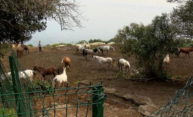 Adalar'dan Hatay’a gönderilen 99 atın kaybolduğu iddiasına çifte soruşturma