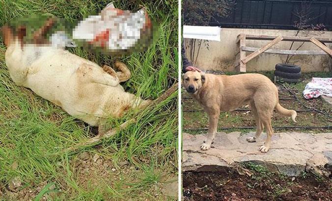 Sokak köpeği öldürüp çuval içinde araziye atıldı