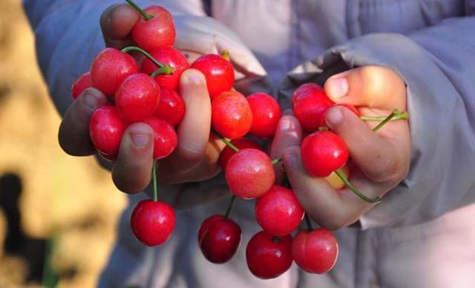 Manisa'da erkenci kiraz hasadı başladı