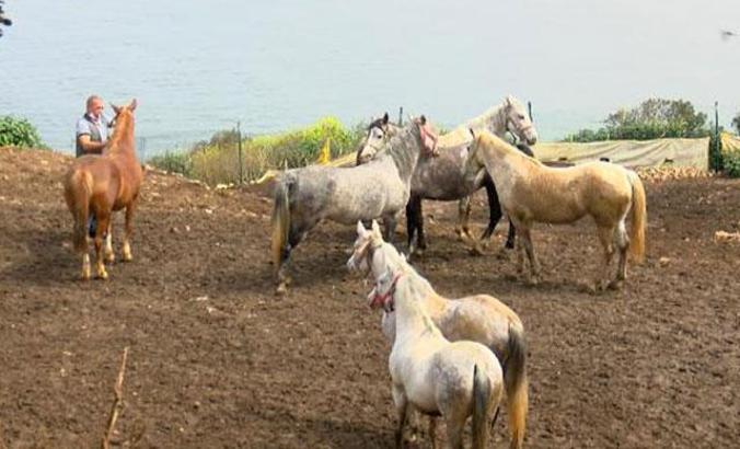 Hatay’daki kayıp atlar çiftliğe verilmiş; bakamayınca ‘kaçtı’ ihbarı yapmışlar