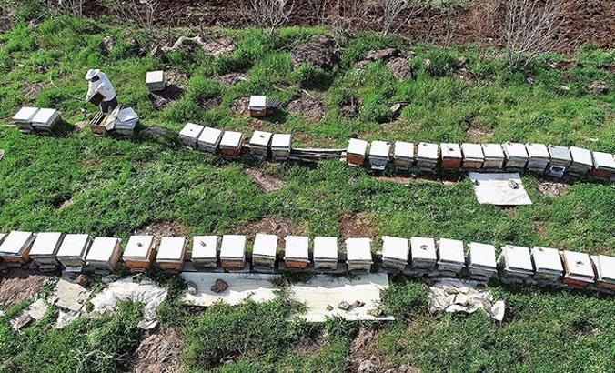 Biyoloji uzmanı: Küresel ısınmayla arılar yiyecek bulamazsa tabiattaki düzen çöker