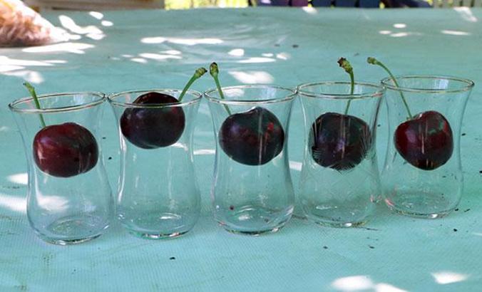 Çay bardağına sığmayan Lapseki kirazı gün sayıyor