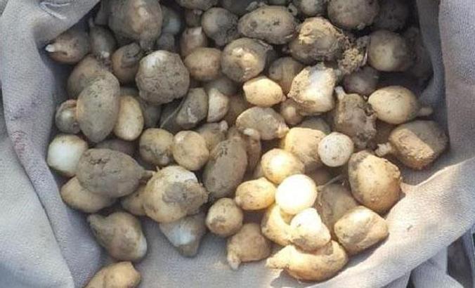 Salep soğanı toplayan 3 kişiye 724 bin 272 TL ceza