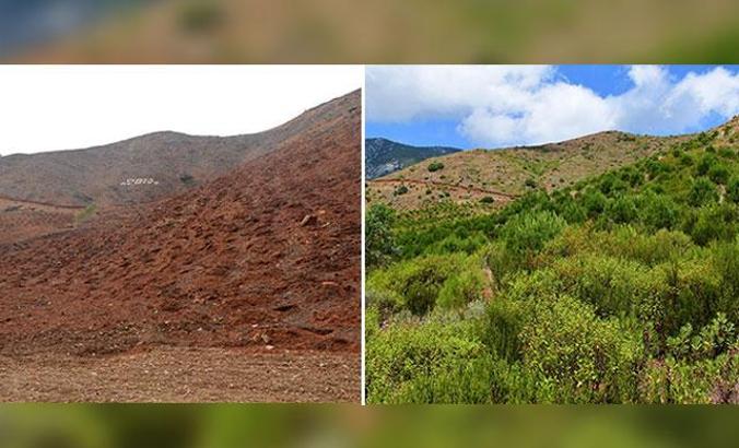 Yanan ormanlar yeşillendi