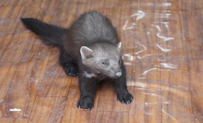 İş yerine giren yavru sansar, ilgi odağı oldu
