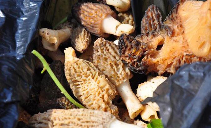 'Kuzugöbeği' mantarı, kilosu 200 liradan alıcı buluyor