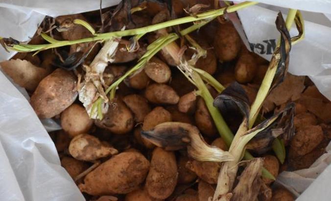 Batman'da salep soğanı toplayan 5 kişiye 400 bin lira ceza