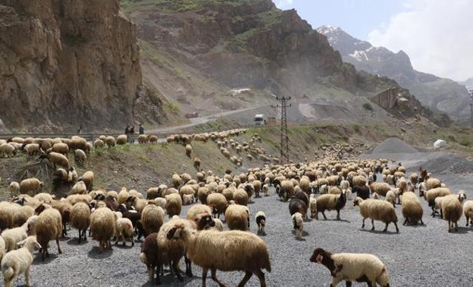 Hakkari'de yayla göçü