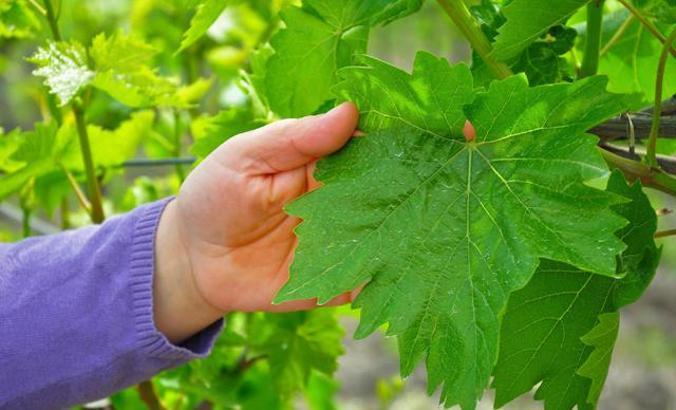 Avrupa ve Orta Doğu ülkelerine, üzümden sonra Manisa yaprağı ihracatı