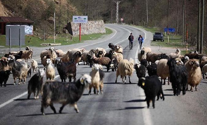 Yayla göçü başladı, kara yolu sürülere kaldı