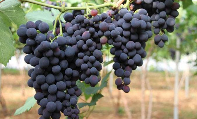 Turfanda üzümün kilosu dalında 30 lira