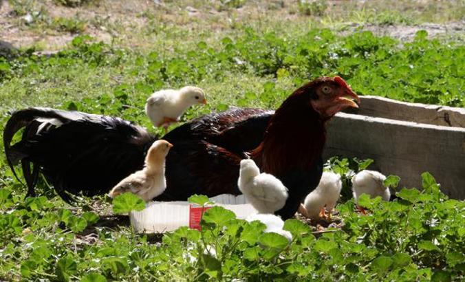 Kuluçkaya tavuk yerine oturan horoz, civcivlere annelik yapıyor
