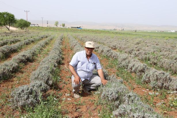 Lavanta ekimine geçti, elektrik faturasından kurtuldu