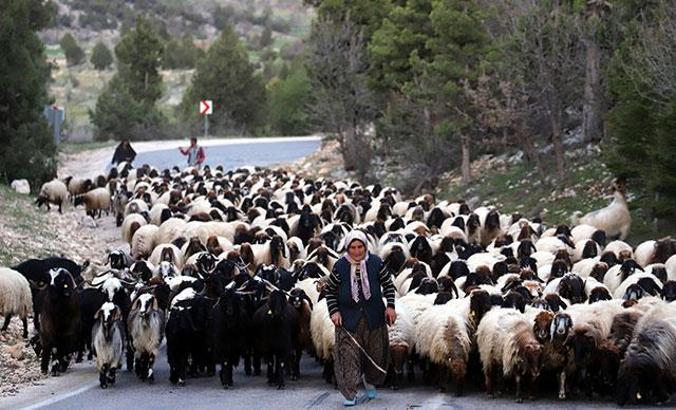Sarıkeçili Yörüklerin 40 gün sürecek göçü başladı