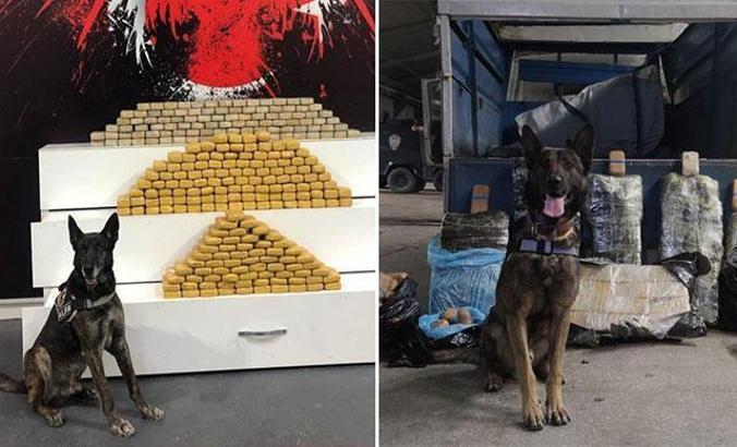 Araçtaki 139 kilo eroini narkotik köpeği 'Alfa' buldu