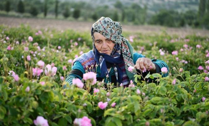 'Türkiye'nin gül bahçesi'nde hasat sezonu