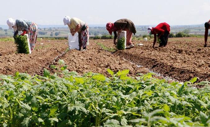 Meşhur Çanakkale domatesinin fideleri toprakla buluştu