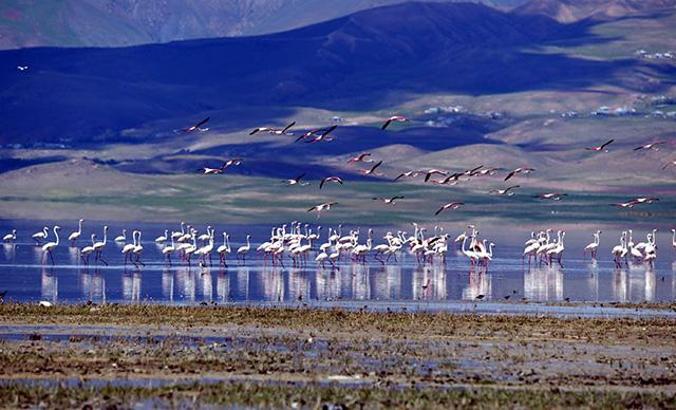 Erçek Gölü'ne flamingolar bu yıl erken geldi