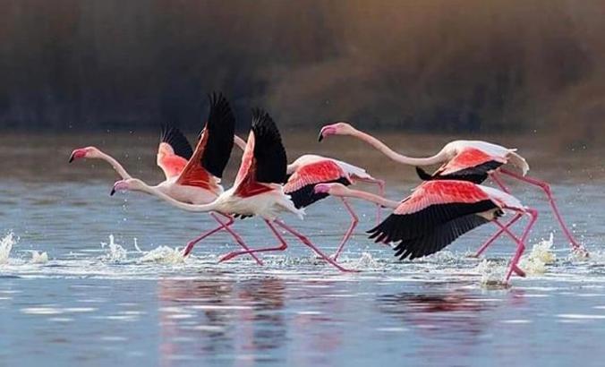 Eber Gölü’nde flamingolar görsel oluşturdu