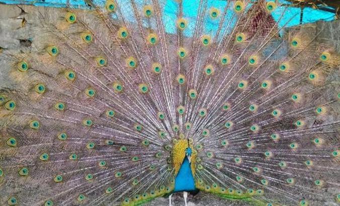 Hobi için tavus kuşu beslemeye başladı, şimdi tanesini 2 bin liradan satıyor