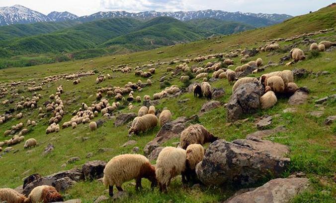Muş’ta yaylalar şenlendi