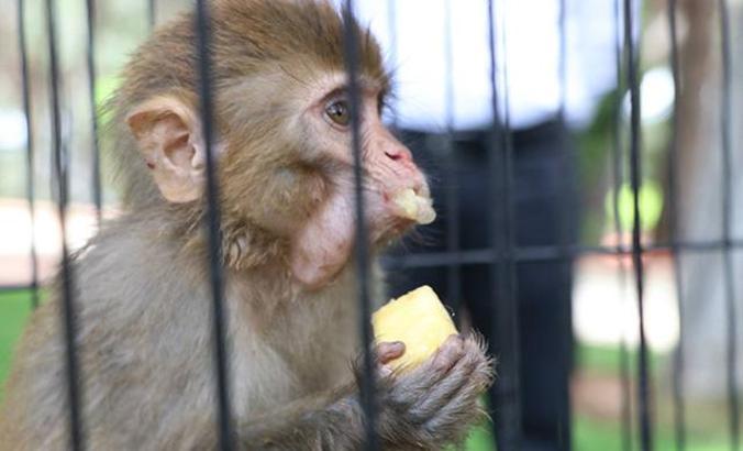 Sınırda ele geçirilen 12 maymun, Gaziantep Hayvanat Bahçesi'ne getirildi