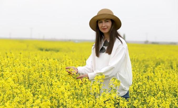 Az su tüketen kanola, Tuz Gölü havzasında çiftçinin gözdesi