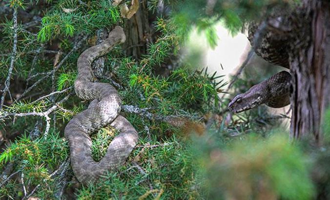 Dikkat 'koca engerek'