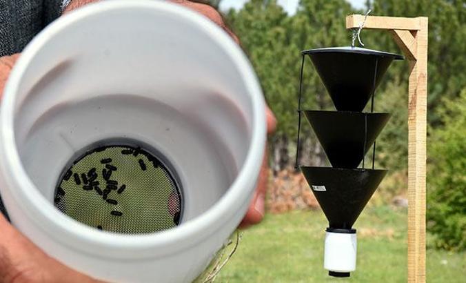 Ormanları kurutan '12 dişli kabuk böceği' ile kapanlı mücadele