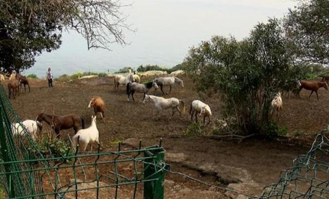 Kayıp atları alabilmek için başkanın çocuklarından yardım istemişler