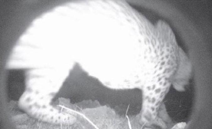 Anadolu parsını fotokapanla görüntüleyen ekip üyesinden açıklamalar