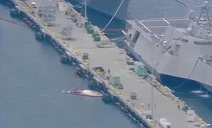 Savaş gemisinin gövdesinden 2 ölü balina çıkartıldı