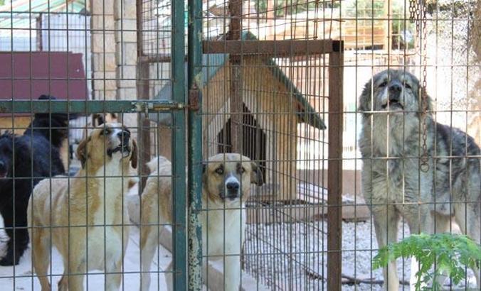 Hepsinin yürek sızlatan bir hikayesi var