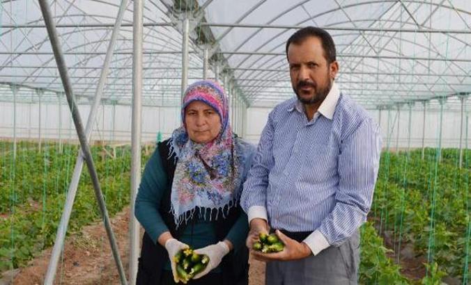 Anadolu’nun bozkırında kurduğu serada yılda 3 kez hasat yapıyor