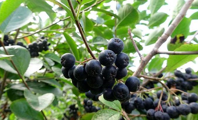 Deneme üretimi sonuç verdi, 'aronya' meyvesi Karadeniz'e yayılıyor