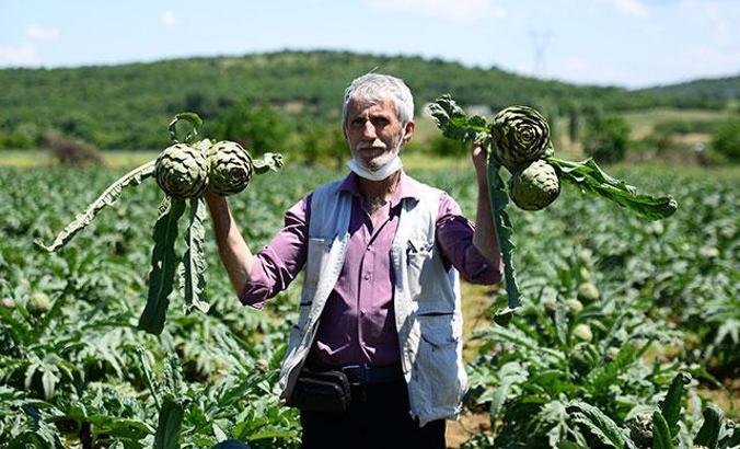 Coğrafi işaret tescilli Hasanağa enginarında hasat zamanı