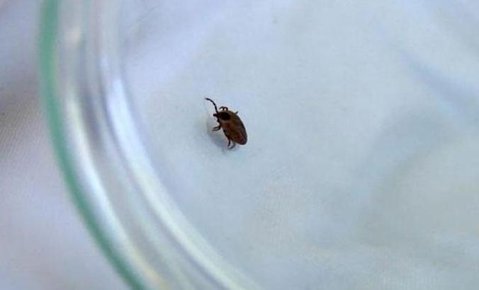 'Akrep, yılan ısırığı vakalarında emme, kesme, buz koyma gibi müdahaleler öldürebilir'