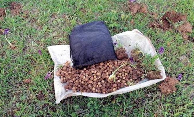 Salep soğanı toplayan 4 kişiye 321 bin TL ceza