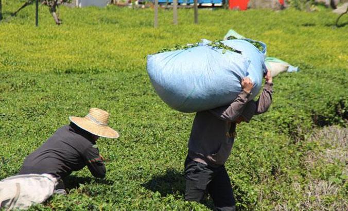 En çok vaka görülen illerden Rize'de, 'çay göçü' endişesi