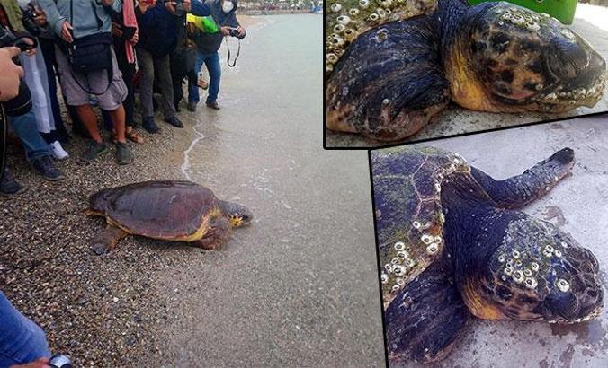 Daha önce yaralı bulunan caretta caretta'nın bu kez ölü bedenine ulaşıldı