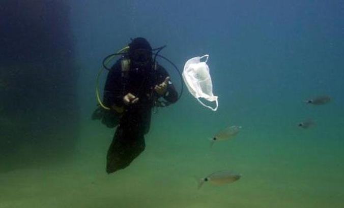 'Caretta carettalar, poşetleri denizanası diye yiyor'