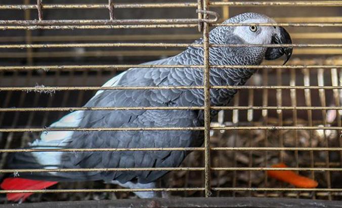 Papağan 'Çapkın', 65 yaşını kutladı