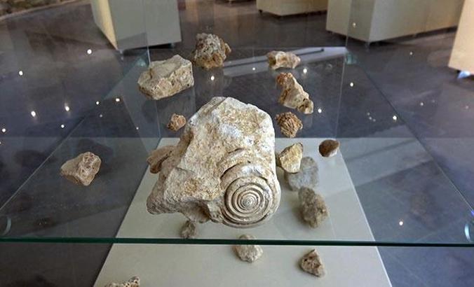 Mersin'de 60 milyon yıl öncesine ait salyangoz fosili bulundu