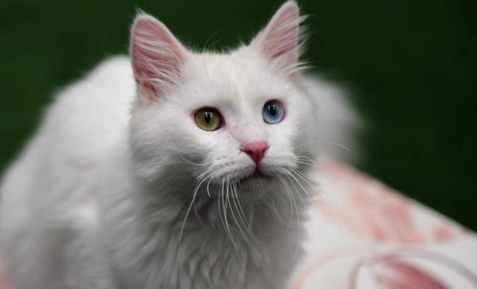 Van Kedisi sahiplenmek isteyenler yoğunluk oluşturdu