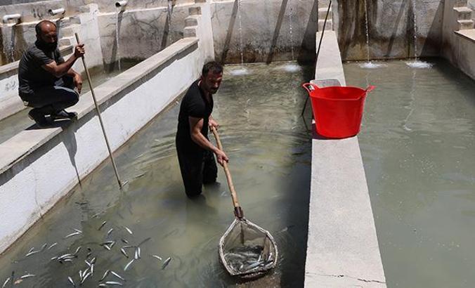 Dere taşınca tesisteki yavru alabalıklar telef oldu