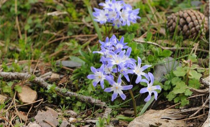 Denizli'de yeni bir endemik sümbül türü keşfedildi