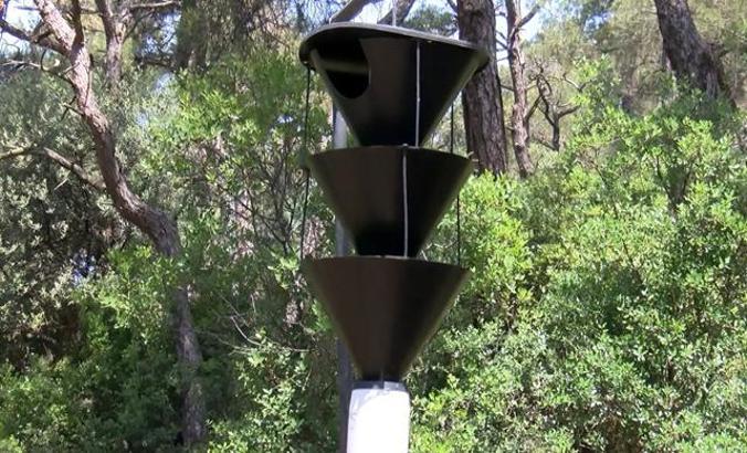 Adalar'da ağaçlara 12 dişli kabuk böceği tehdidi