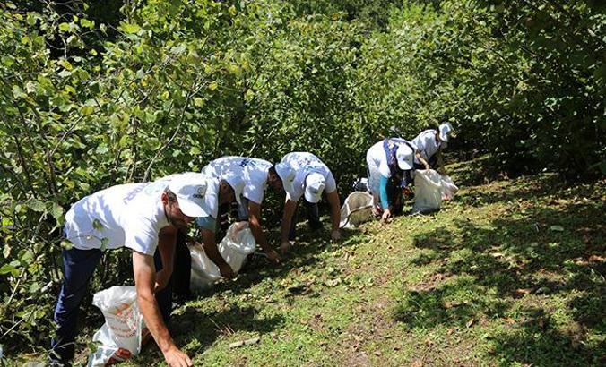 Fındık üreticisine 854 milyon TL alan bazlı destek
