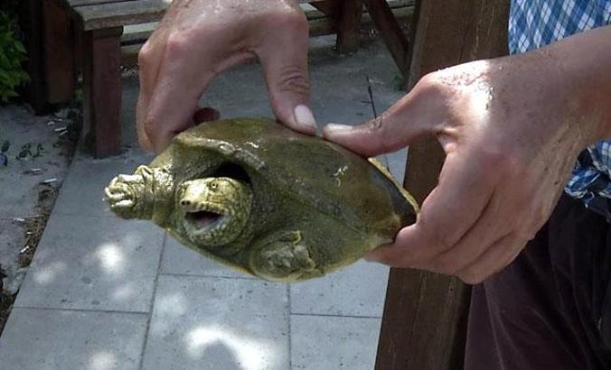 Beylikdüzü’nde nesli tükenmek üzere olan Fırat Kaplumbağası bulundu
